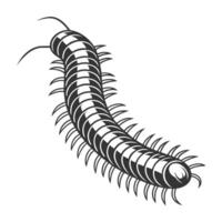 Dramatic View of Millipede on White Background vector
