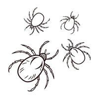 Mites Featured on Bright White Background vector