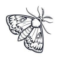 Dramatic View of Moth Display on White vector