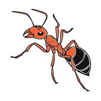 Myrmecia Gulosa Displayed on Bright White Background vector