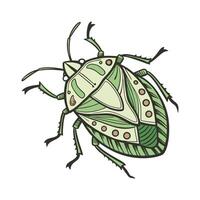 Nezara Viridula Displayed on Bright White Surface vector
