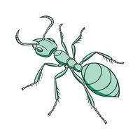 Oecophylla Smaragdina Featured Against White Background vector