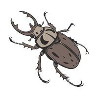 Osmoderma Eremita on Bright White Surface vector