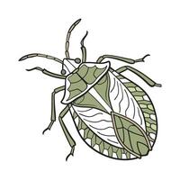 Palomena Prasina Featured on Bright White Surface vector