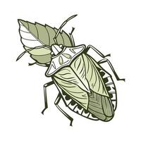 Showcase of Palomena Prasina on Clean White Background vector
