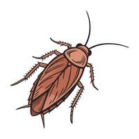 Showcase of Periplaneta Americana on Clean White Surface vector
