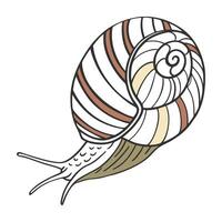 Perla Marginata on Bright White Background vector