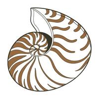 Display of Perla Marginata on Clean White Surface vector