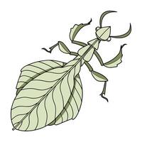 Display of Phyllium Bioculatum on White vector