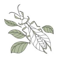 Phyllium Bioculatum on Bright White Surface vector