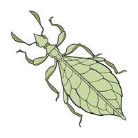 Phyllium Bioculatum Featured on Bright White Background vector