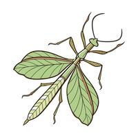Display of Phyllium Giganteum on Clean White Background vector