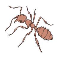 Display of Pogonomyrmex Barbatus on Clean White Surface vector
