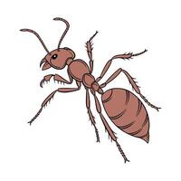 Pogonomyrmex Barbatus Displayed on Bright White Surface vector