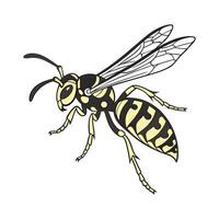 Dramatic View of Polistes Dominula on White vector
