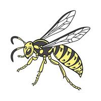 Polistes Dominula Featured Against White Surface vector