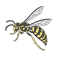 Polistes Dominula on Bright White Background vector