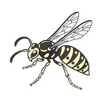 Showcase of Polistes Dominula on Clean White Surface vector
