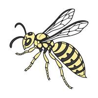 Polistes Featured on Clean White Background vector