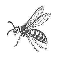 Display of Pompilus Cinereus on Clean White Background vector