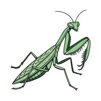 Dramatic Capture of Praying Mantis on White vector