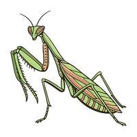 Showcase of Praying Mantis on Bright White Background vector