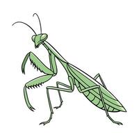 Dramatic Capture of Praying Mantis on Bright White Background vector