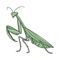 Dramatic View of Praying Mantis on Bright White Surface vector
