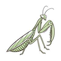 Praying Mantis Displayed on Bright White Surface vector