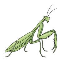 Dramatic View of Praying Mantis on Bright White Background vector