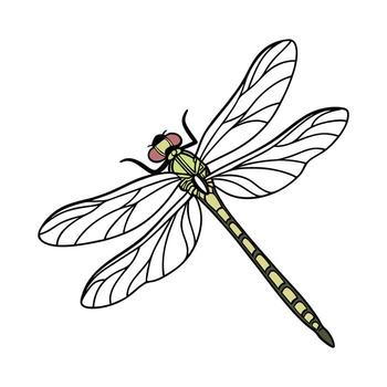 Progomphus Obscurus Displayed on Bright White Surface vector