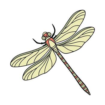 Showcase of Progomphus Obscurus on Clean White Background vector