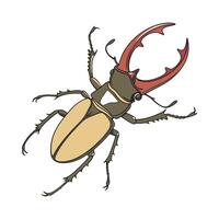 Prosopocoilus Mohnikei Featured on Bright White Background vector
