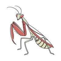 Pseudocreobotra Wahlbergii on Bright White Background vector