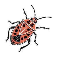 Showcase of Pyrrhocoris Apterus on Clean White Background vector