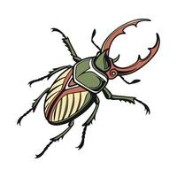 Display of Ruspolia Nitidula on Clean White Background vector