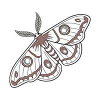 Display of Samia Cynthia on Clean White Background vector