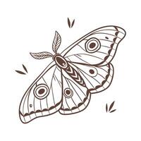 Display of Saturnia Pyri on Clean White Surface vector
