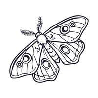 Saturnia Pyri Featured on Bright White Surface vector