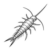 Showcase of Silverfish on Bright White Surface vector