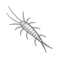 Showcase of Silverfish on Clean White Surface vector