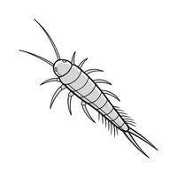 Silverfish Featured on Clean White Background vector