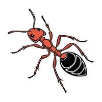 Display of Solenopsis Invicta on Bright White Background vector