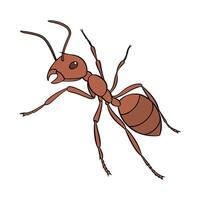 Solenopsis Invicta Featured on Clean White Surface vector