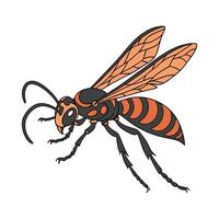 Display of Sphex Ichneumoneus on Clean White Background vector