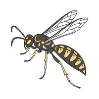 Sphex Ichneumoneus Featured on Bright White Surface vector