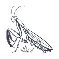 Sphodromantis Lineola Featured on Bright White Surface vector