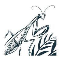Dramatic Capture of Sphodromantis Lineola on White vector