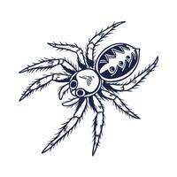 Dramatic View of Spider on Bright White Background vector