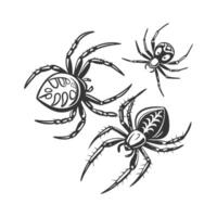 Spiders Displayed on Bright White Surface vector